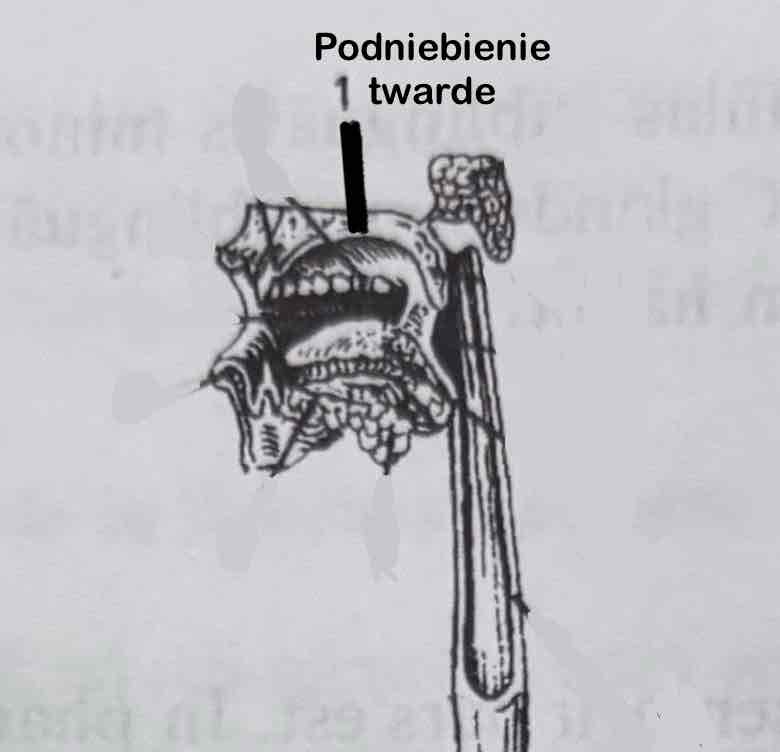 <p>Podniebienie twarde</p>