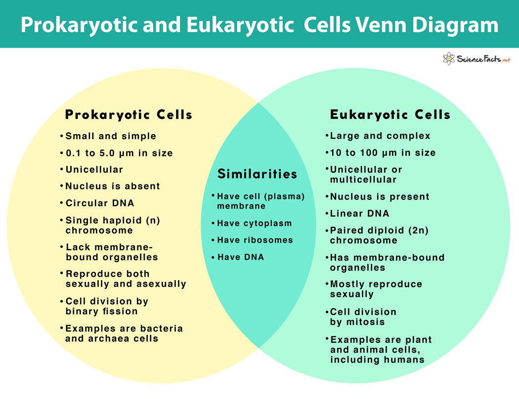 <p>Prokaryotic = simple </p><p>Eukaryotic = more complex </p><ul><li><p>Animal and plant cells are both eukarotic </p></li></ul><p></p>