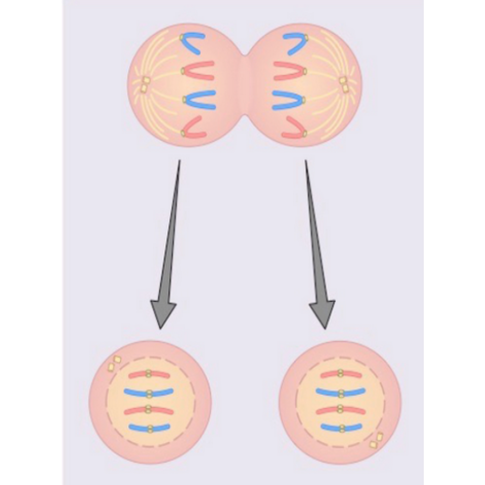 <p>What kind of cell division is this?</p>