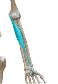 <p>Fléchisseur radial du carpe</p>