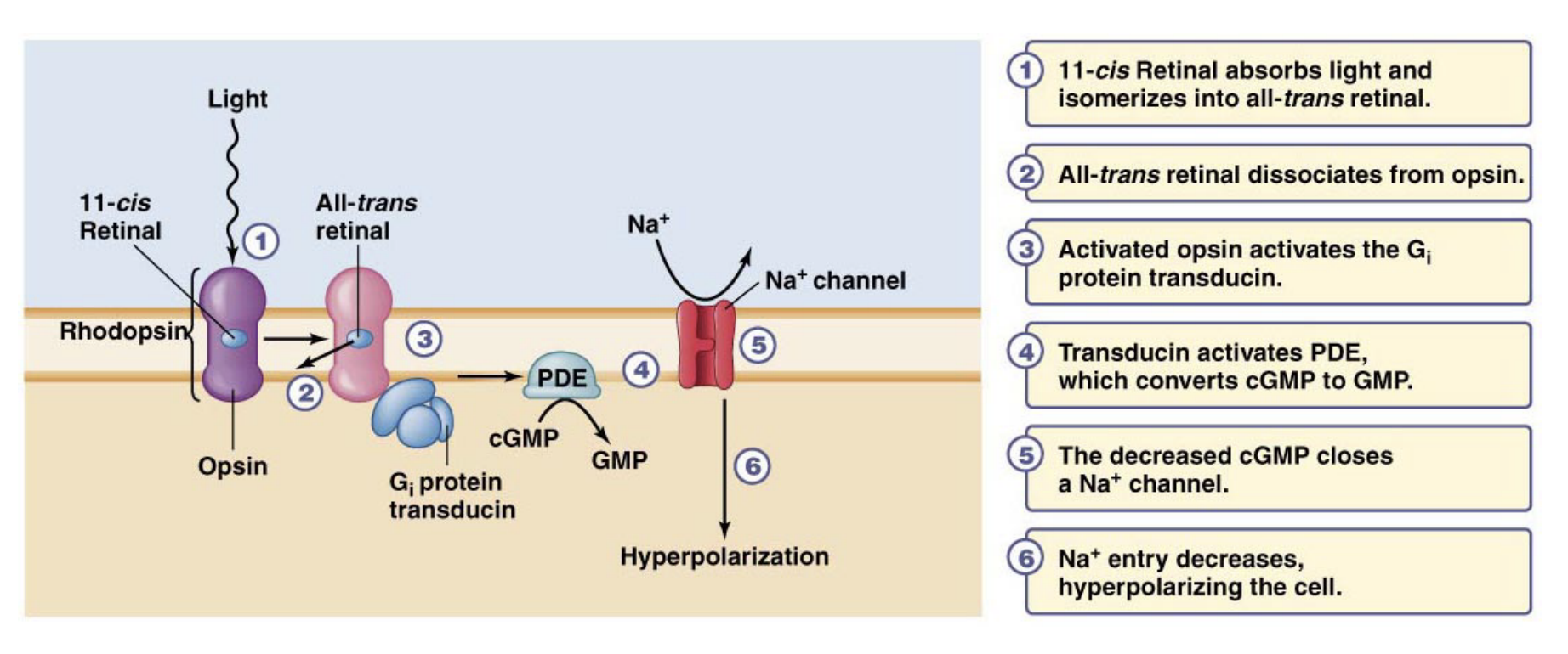 <p>C-Opsins which signal through Gi</p>