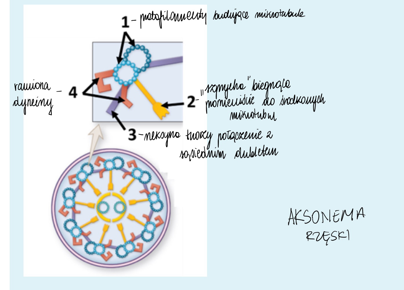 <ol><li><p>protofilamenty budujące mikrotubule</p></li><li><p>“szprycha” biegnąca promieniście do środkowych mikrotubul</p></li><li><p>neksyna tworząca polaczenie z sąsiednim dubletem</p></li><li><p>ramiona dyneiny</p></li></ol><p></p>