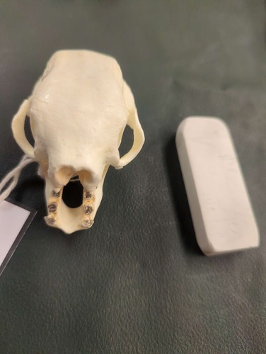 <p>What animal is this?</p>