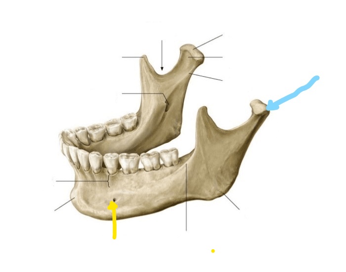 <p><strong>What is the blue line pointing to in this image?</strong><br>A. Mandibular condyle<br>B. TMJ<br>C. Condyle<br>D. Coronoid process</p>