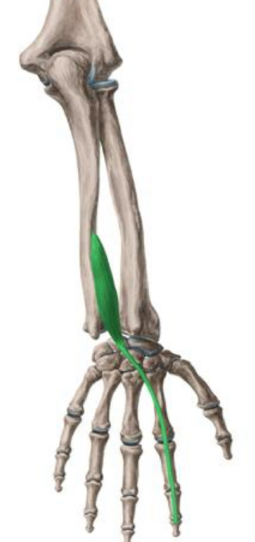 <p>What are the actions of the extensor indicis?</p>