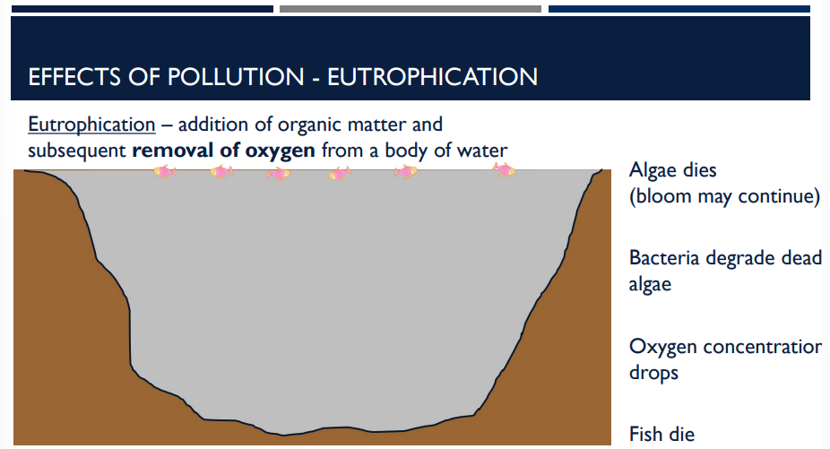 <p>Eutrophication</p>