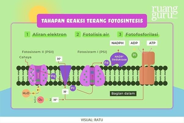 <ul><li><p>Terjadi pada grana (membrane tilakoid)</p></li><li><p style="text-align: left">Terjadi konversi energi cahaya menjadi energi kimia dan menghasilkan ATP dan NADPH yang digunakan pada reaksi gelap</p></li></ul><p></p>
