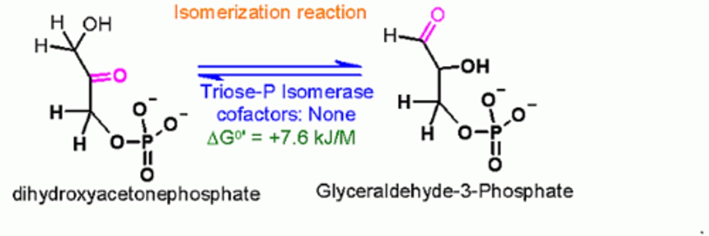 <p>(B) DHAP</p><p>DHAP (Dihydroxyacetone Phosphate) can be isomerized to form Glyceraldehyde-3-Phosphate or reduced to form Glycerol-3-Phosphate, which can give the important molecule Glycerol to be used as the backbone of Triglycerides and Phospholipid Bilayers.</p>