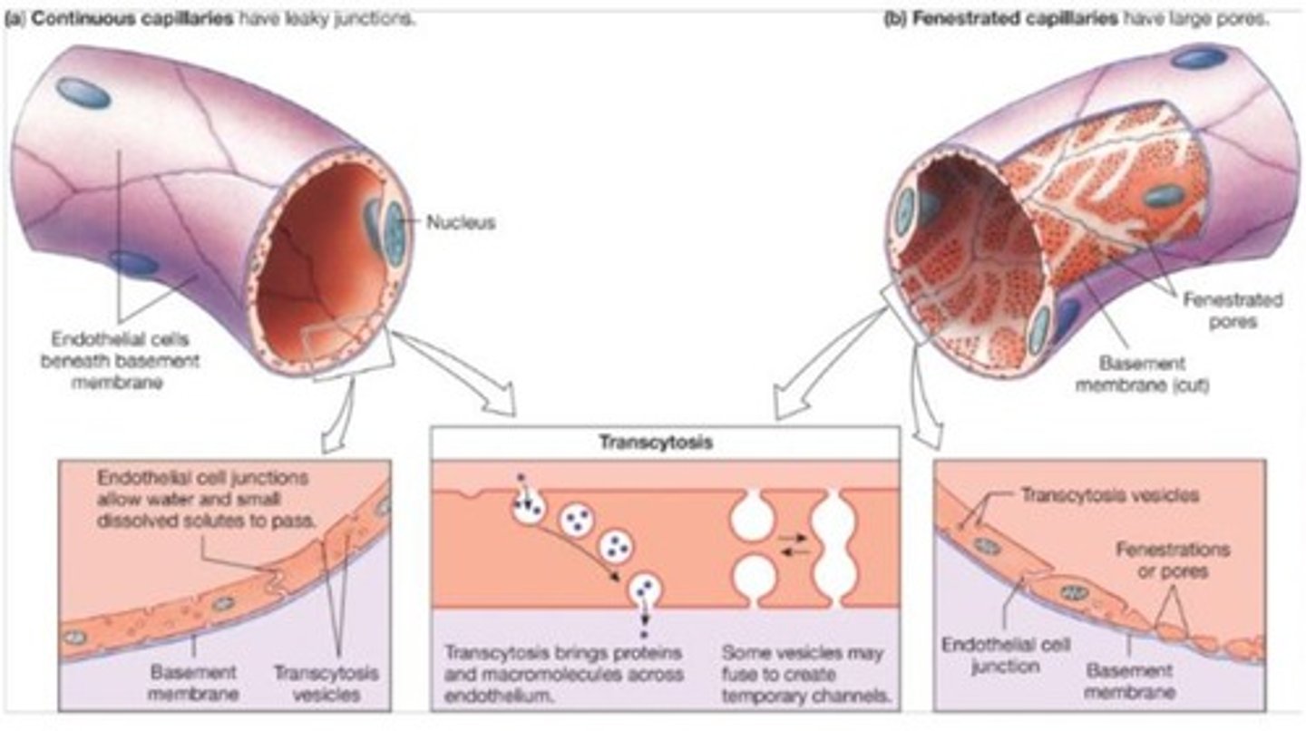 <p>They consist of a single layer of endothelial cells with a lumen for blood flow.</p>
