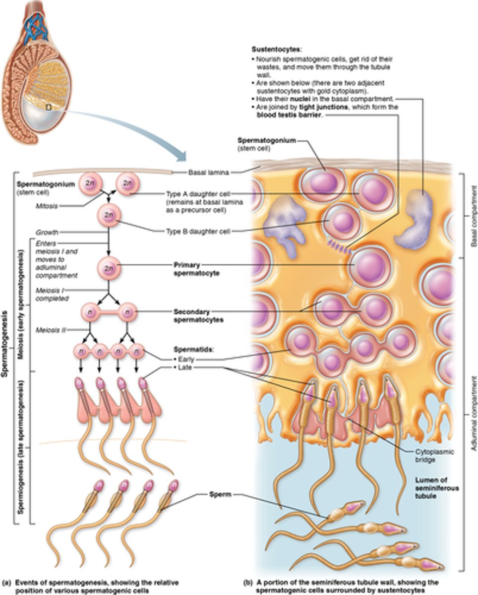 <p>spermatogonia, primary spermatocyte, secondary spermatocyte, spermatid, sperm</p>