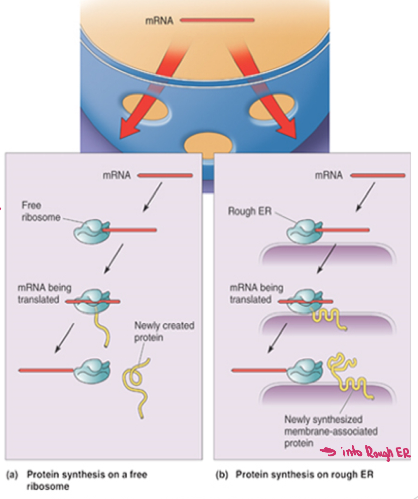 <p>free ribosome wraps around mRNA - translate it into a protein - releases the protein - and goes into ER</p><p>mRNA goes to the ribosomes on the  rough ER - attach, release a protein, and goes into a membrane associated protein</p>