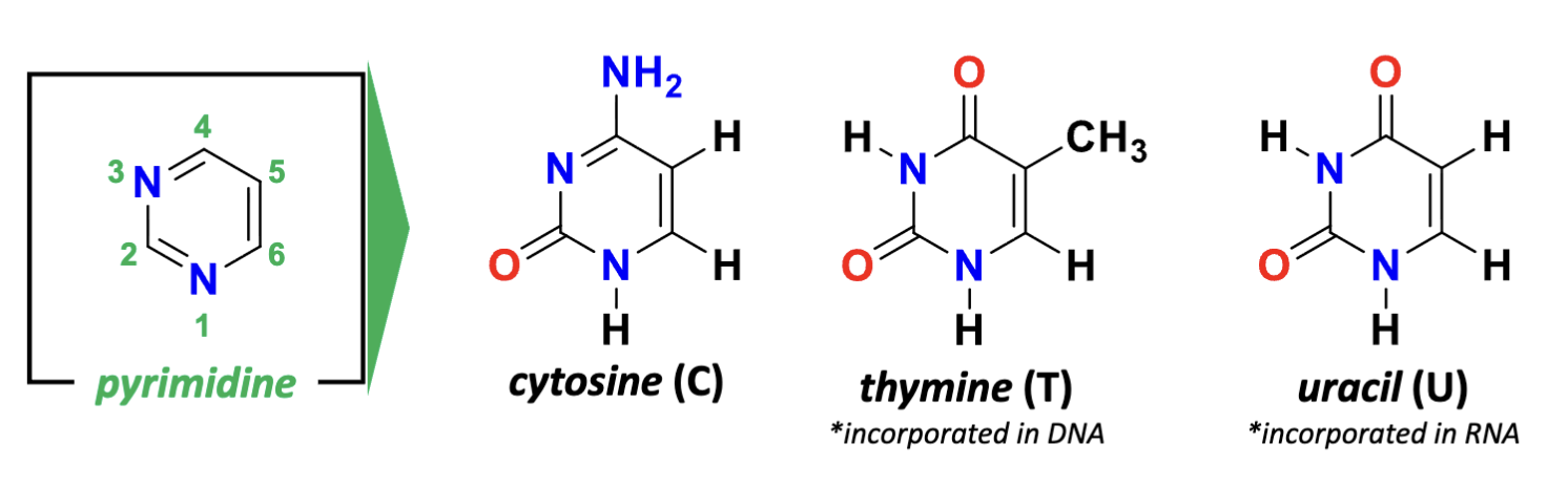<p>(nitrogen at the bottom is 1) aromatic Hydrogens at 2,4,5,6</p><p>derivatives of pyrimidine= cytodine (4- amino 2-keto), thymine (4-keto, 2-keto, 5-methyl), uracil (looses the methyl group of thymine)</p>