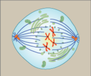 <ol><li><p>kinetochores at centrosome</p></li><li><p>spindle microtubules attach to kinetochores</p></li><li><p>centrosomes moves to opposite poles</p></li></ol><p></p>