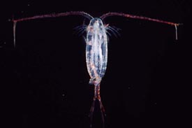 copepods, holoplanktonic, parasitic, one eye