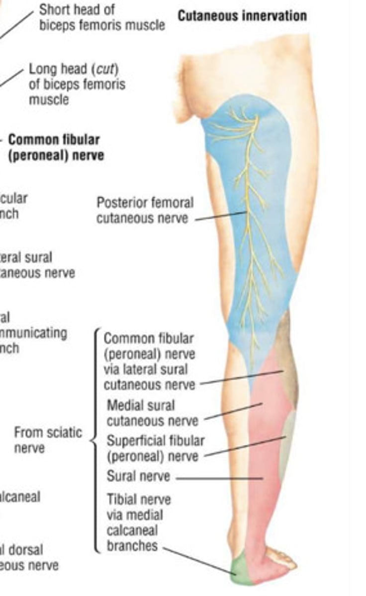 <p>skin of posterior thigh</p>