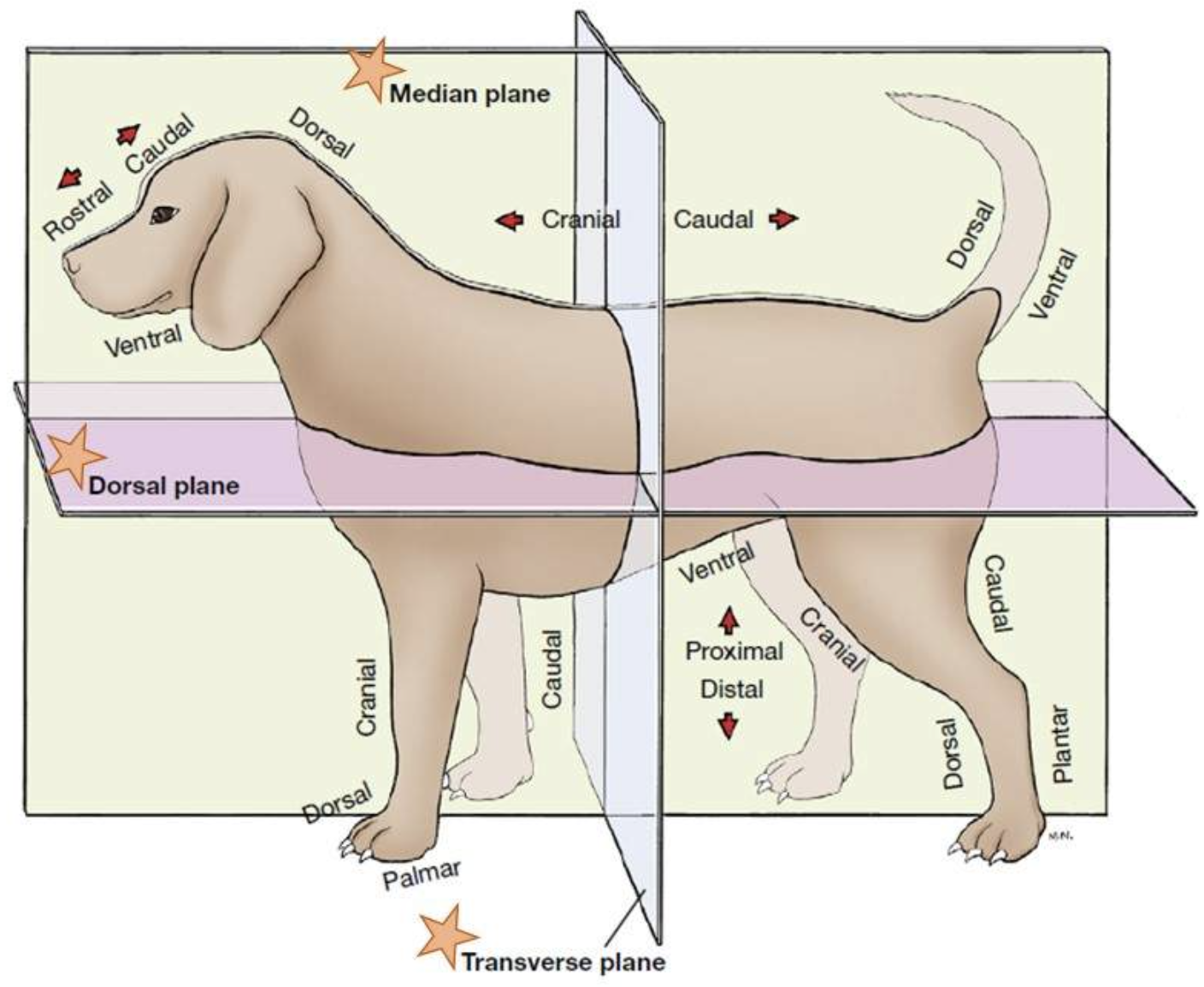 <p>a plane extending along the central axis that divides the body into left and right parts. </p>