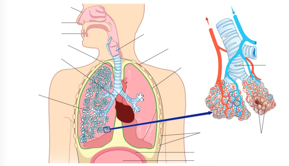 <p>Human gaseous exchange system structure</p>