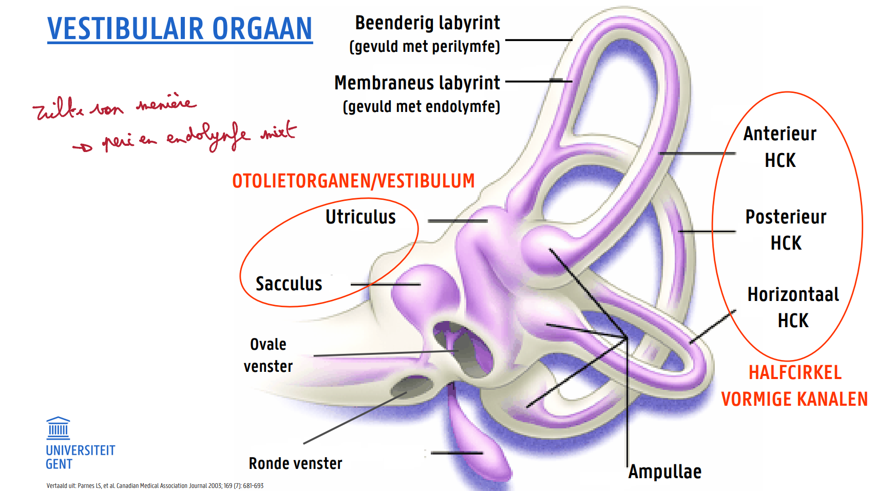 <p>bij ziekte van Meniere → endo en peri lymfe mixt</p>