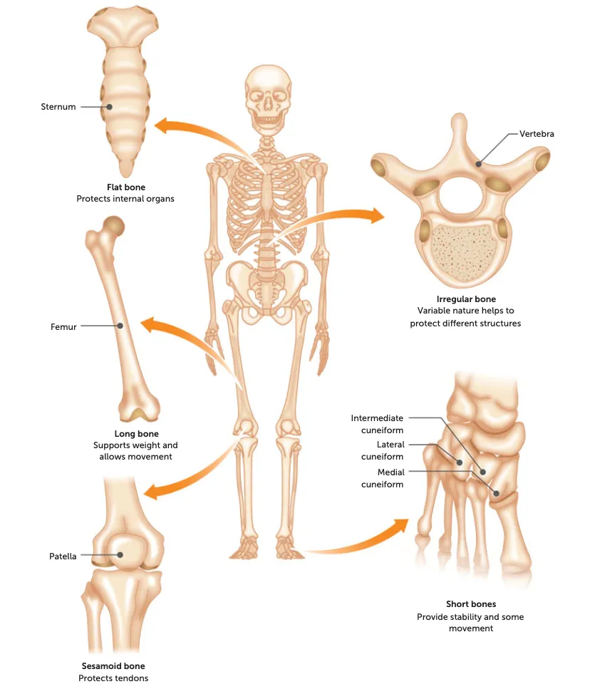 <p>what: All the rest that aren’t in the above categories</p><p>function: areas where more strength is needed</p><p>Eg: Vertebra</p>