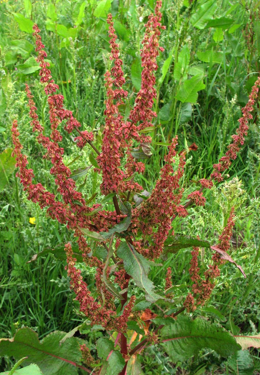 <p>Ridderzuring, Rumex obtusifolius</p>