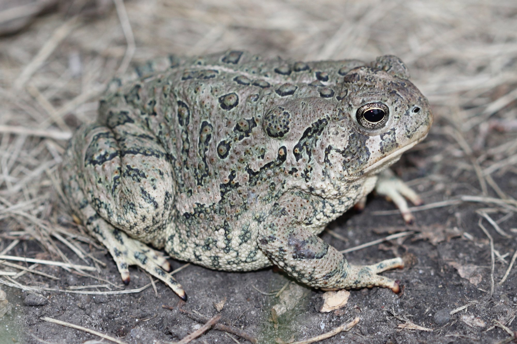 Bufonidae - Anaxyrus woodhousi