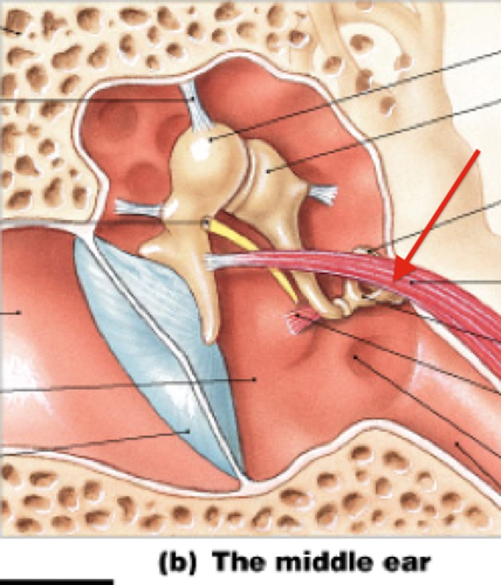 <p>the muscle attached to the malleus; tensing the tensor tympani decreases vibration</p>