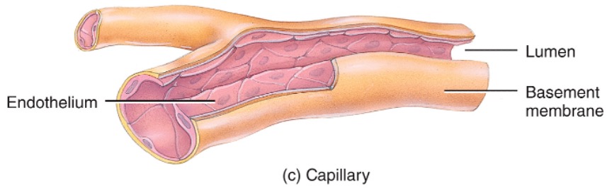 * microscopic, thin-walled vessels
* tunica interna is simple squamous epithelium
  * lack tunica media and tunica externa
  * flow is controlled by precapillary sphincters and is intermittent (vasomotion) 
* where most exchange of materials takes place
* permeability varies from one tissue to the next
* the pattern of capillary density also varies from one body part to the next
* high count in kidney and liver