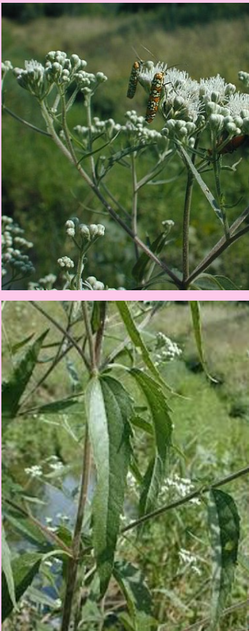 <p>What are the genus and specific epithet of this plant </p>