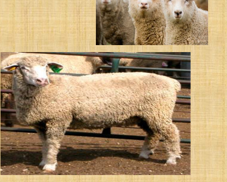 <p>what breed is this</p>