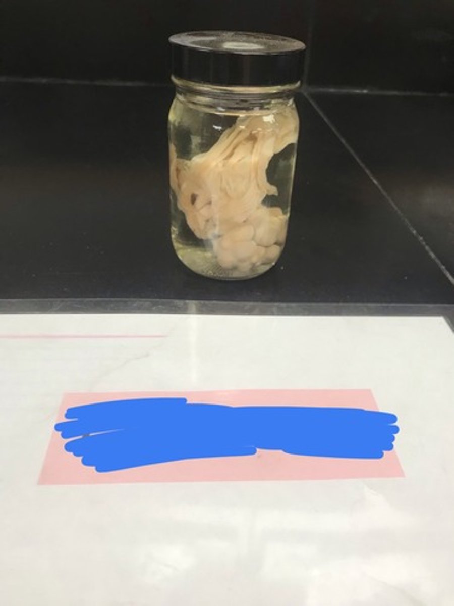 <p>For the following specimen, give the following:</p><p>1) name</p>