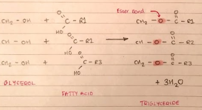 <p>Triglycerides are formed by the condensation reaction between a GLYCEROL molecule and three molecules of FATTY ACID.</p>