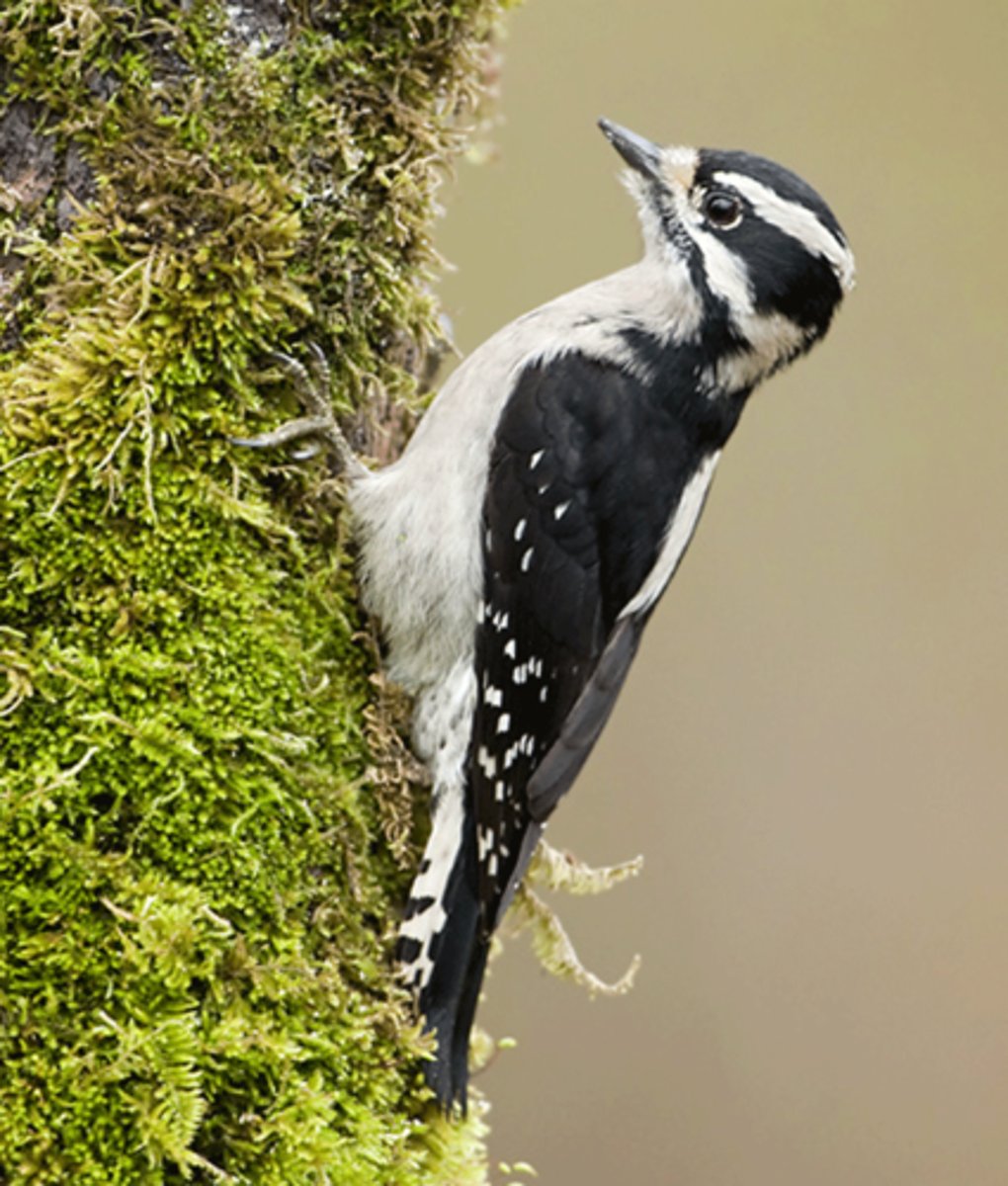 <p>overall small; white patch on back and small bill; Riparian woodland</p>