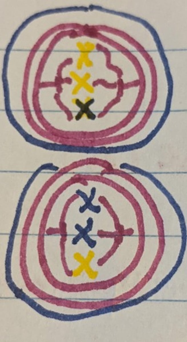 <p>Chromosomes align in the middle of the cell's center forming a single layer</p>