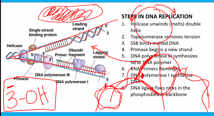 <p>3-OH</p><p>RNA primase (doesn’t need 3-OH) </p>