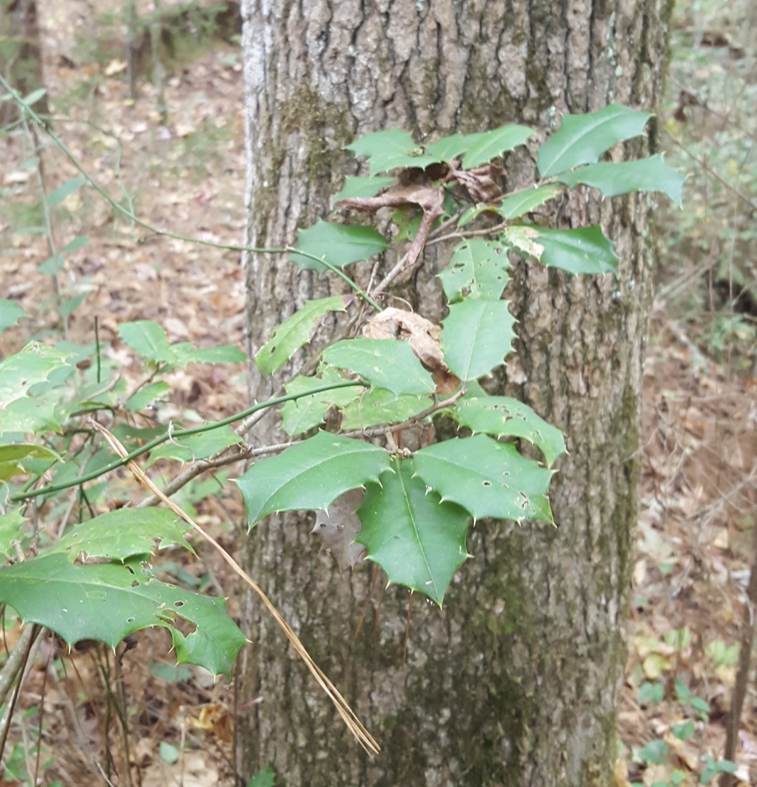<p>american holly </p>