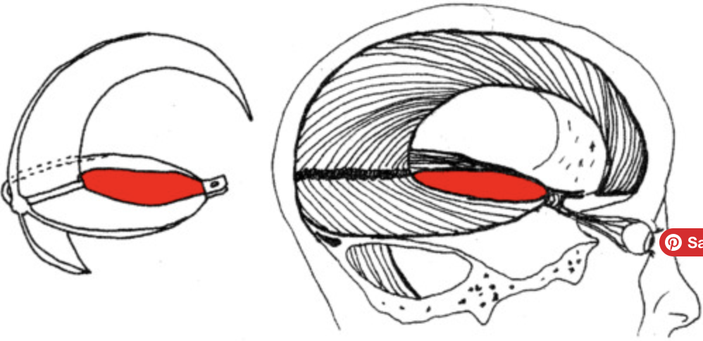 <p>provides space for the brainstem to pass</p>