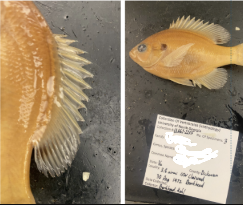 <p>What is the species and common name of this vertebrate that’s in Order Perciformes and Family Centrarchidae (Sunfishes, Black Basses) </p>