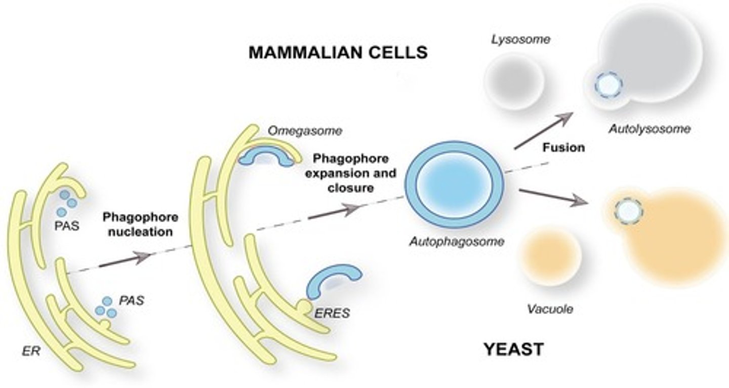 <p>Cellular process for degrading and recycling organelles.</p>