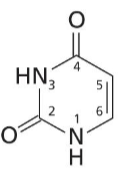 <p>Pyrimidine base with two O and two NH. Found in RNA</p>