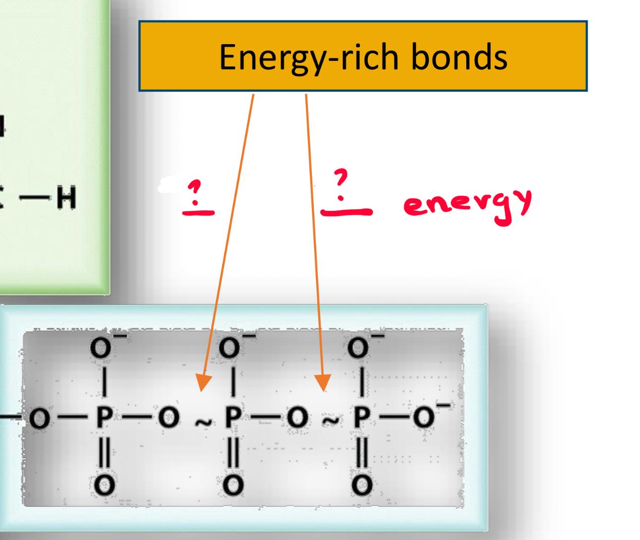 <p>this is ATP, if we break 1 of the enery rich bonds how much energy is relased </p>