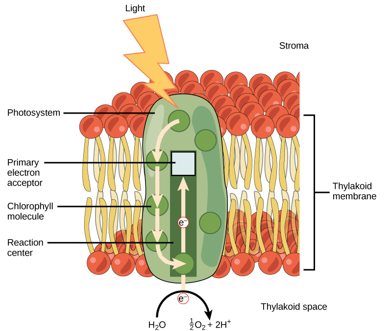 <ul><li><p>Plastocyanin → Electron carrier</p></li><li><p>Light harvesting complex → Captures photons, transfers them to Photosystem 1 reaction center</p></li><li><p>Reaction center → Chlorophyll donates an electron to PSI </p></li><li><p>Ferredoxin → Accepts electrons from PSI and transfers them to NADP+ to form NADPH</p></li></ul><p></p>