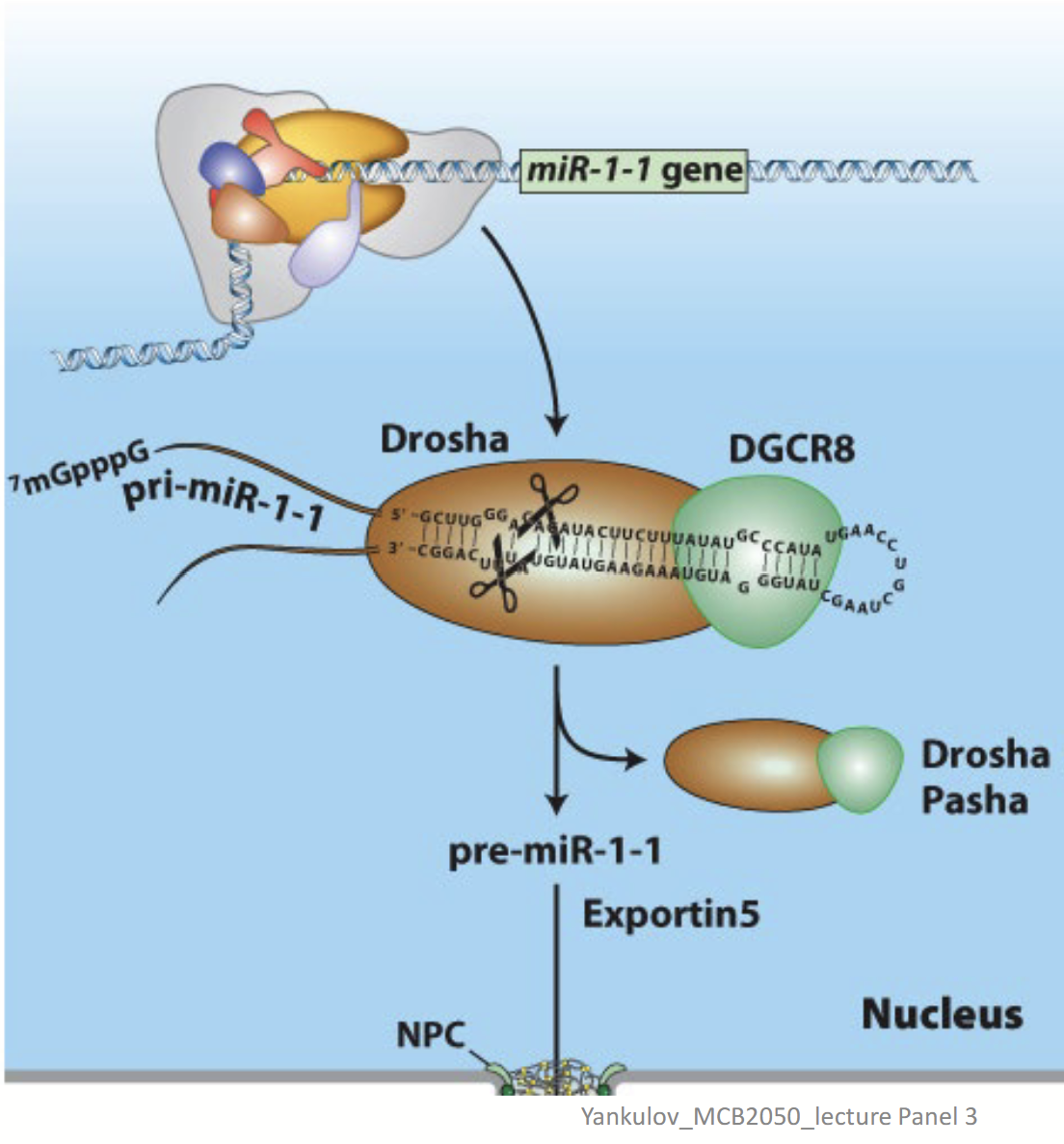 <p>In miRNA (siRNA) biogenesis, is responsible for the removal of hairpins in double-stranded RNA. Binds pri-miRNA double strand regions.</p>