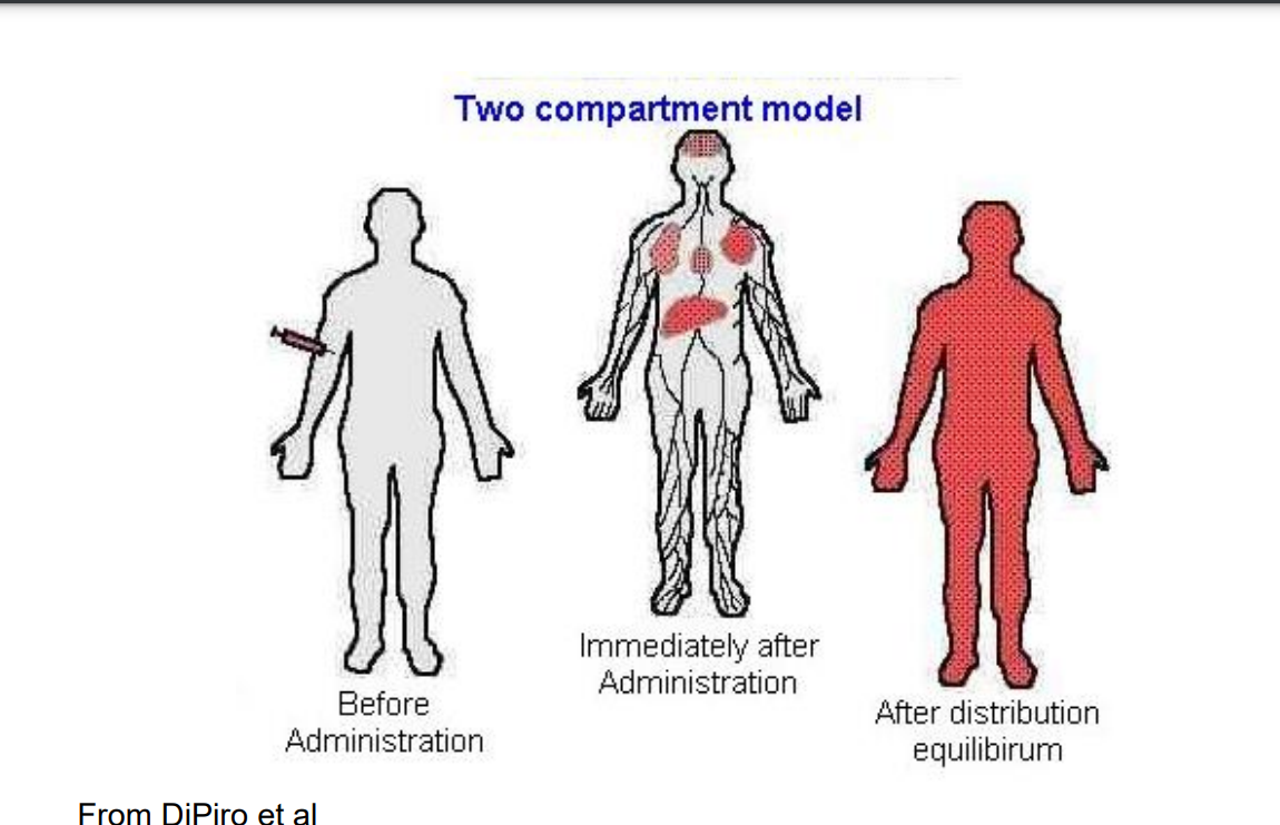 <p>Two-Compartmental Model</p>