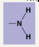 <ul><li><p><strong>Amino: </strong>NH2. They can pick up hydrogen and therefore act as a base. If they are ionized, the amino group has a partial positive charge. </p></li></ul><p></p>