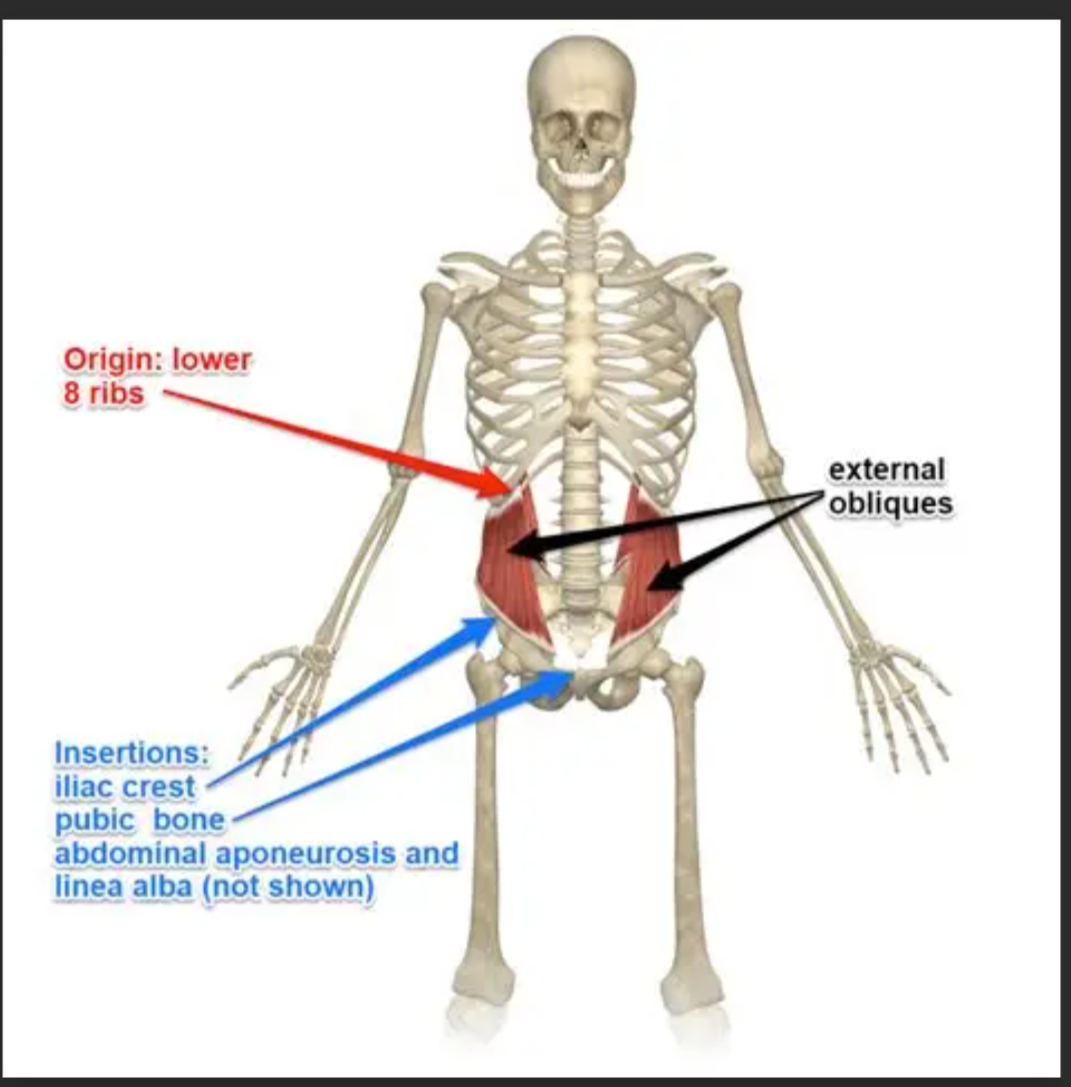 <p>External Obliques Insertion</p>