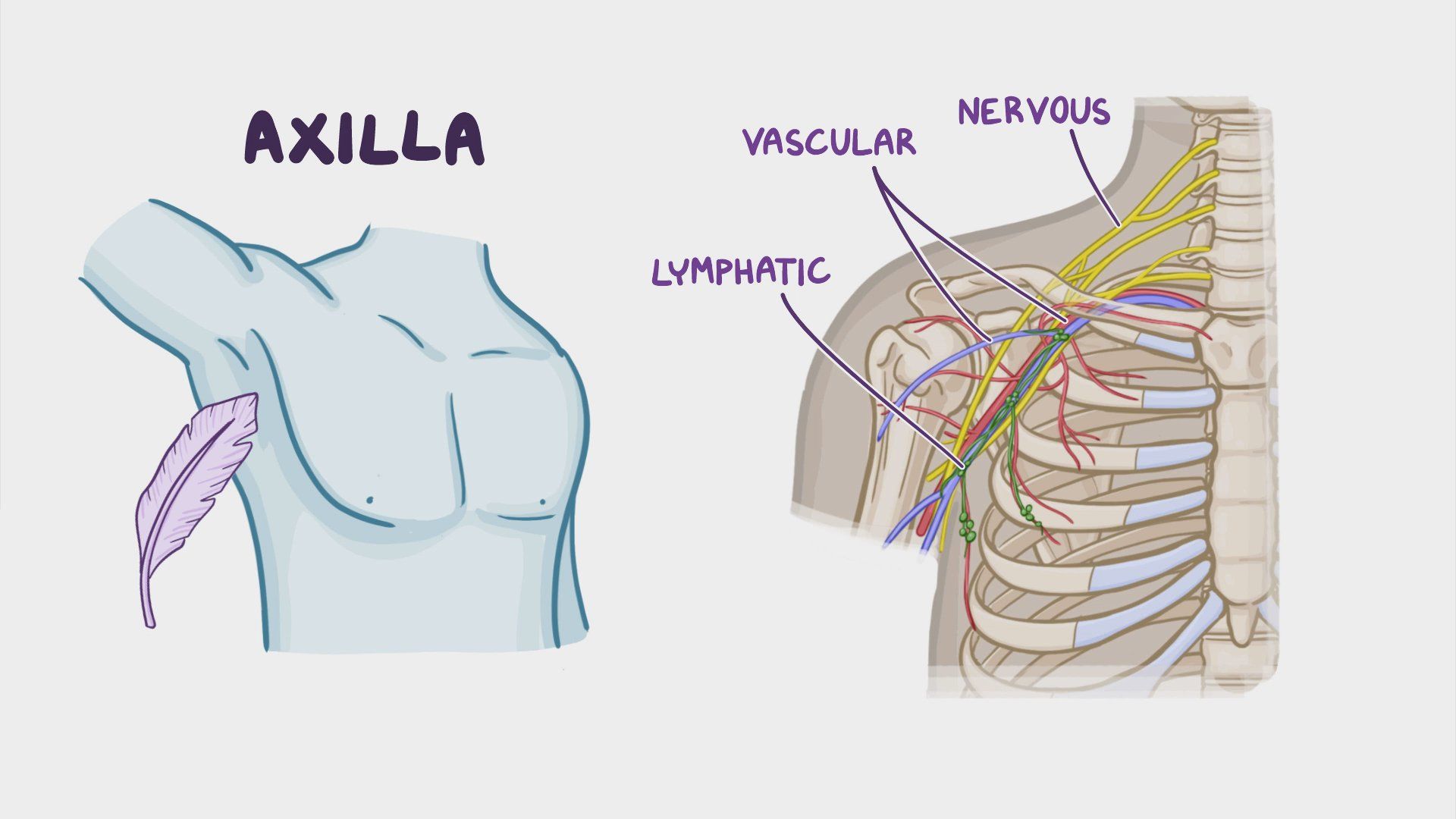 <p>region under shoulder joint (armpit area)</p>