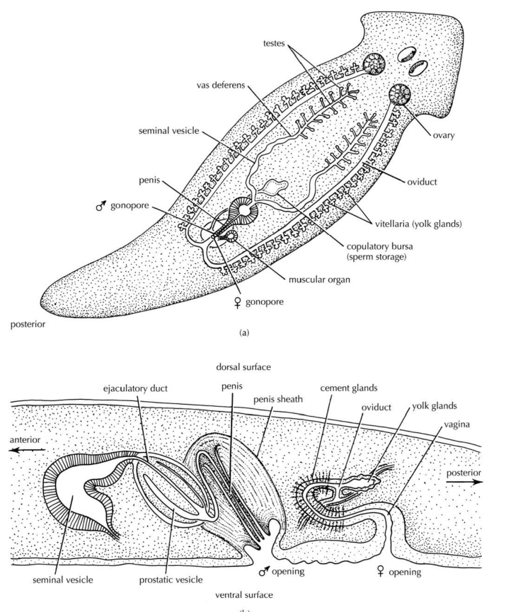 <p>• Asexual and sexual reproduction <br>• Simultaneous hermaphrodites with internal fertilization <br>• One group (triclads) fertilize simultaneously <br>• Most other groups use hypodermic impregnation <br>• “Penis fencing” (fight to impregnate as its ecologically better to be the male)</p>
