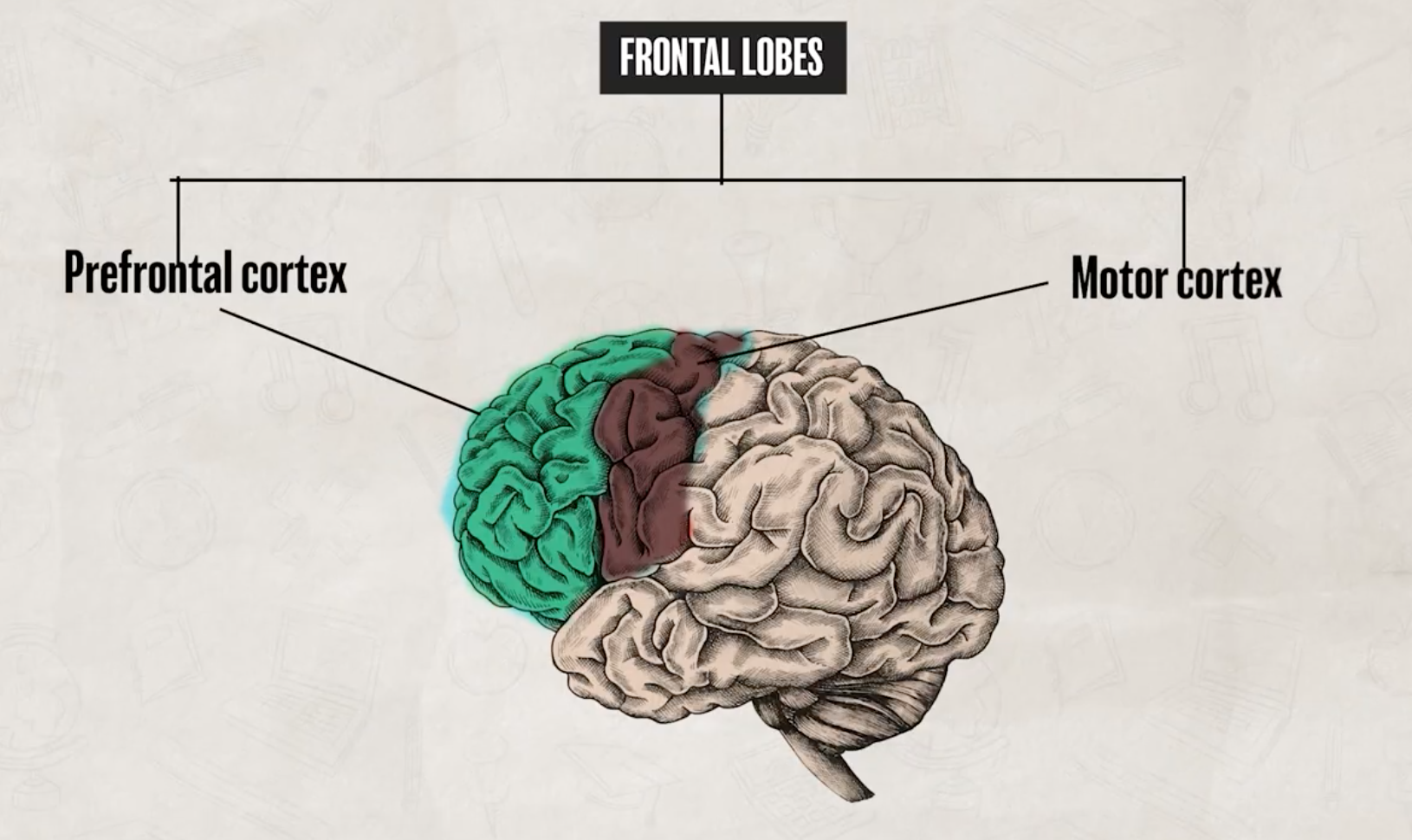 <ul><li><p>prefrontal cortex&nbsp;</p></li><li><p>motor cortex</p></li></ul><p></p>