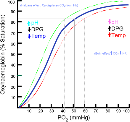 <p>Decreased hemoglobin affinity for oxygen and easier unloading in tissues</p>