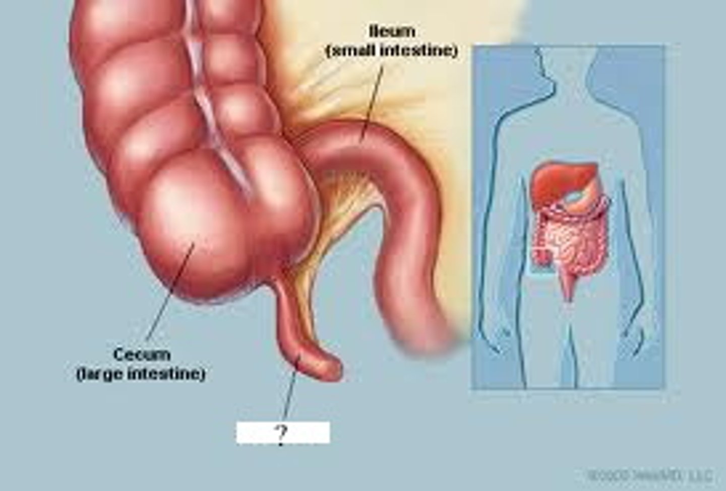 <p>1) aids digestion</p><p>2) protects against infection</p><p>3) fermentation</p>